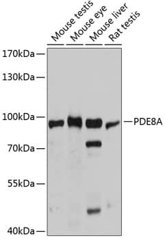Western Blot: PDE8A Antibody [NBP3-35230] - Western blot analysis of various lysates using PDE8A Rabbit pAb at 1:3000 dilution.Secondary antibody: HRP-conjugated Goat anti-Rabbit IgG (H+L) at 1:10000 dilution.Lysates/proteins: 25ug per lane.Blocking buffer: 3% nonfat dry milk in TBST.Detection: ECL Basic Kit.Exposure time: 5s.
