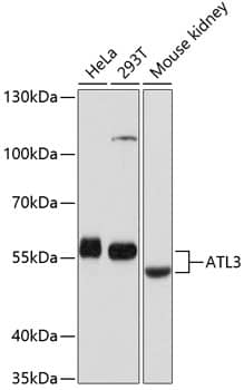 Western Blot: Atlastin-3 Antibody [NBP3-35231] - Western blot analysis of various lysates using Atlastin-3 Rabbit pAb at 1:1000 dilution.Secondary antibody: HRP-conjugated Goat anti-Rabbit IgG (H+L) at 1:10000 dilution.Lysates/proteins: 25ug per lane.Blocking buffer: 3% nonfat dry milk in TBST.Detection: ECL Basic Kit.Exposure time: 1s.