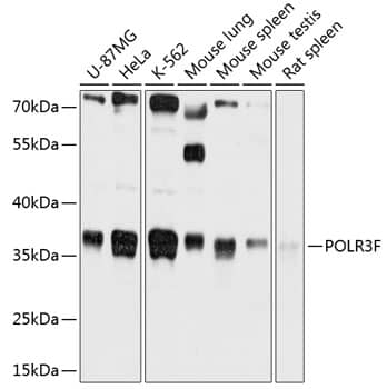 Western Blot: POLR3F Antibody [NBP3-35233] - Western blot analysis of various lysates using POLR3F Rabbit pAb at 1:1000 dilution.Secondary antibody: HRP-conjugated Goat anti-Rabbit IgG (H+L) at 1:10000 dilution.Lysates/proteins: 25ug per lane.Blocking buffer: 3% nonfat dry milk in TBST.Detection: ECL Basic Kit.Exposure time: 1s.