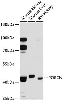 Western Blot: PORCN Antibody [NBP3-35234] - Western blot analysis of various lysates using PORCN Rabbit pAb at 1:3000 dilution.Secondary antibody: HRP-conjugated Goat anti-Rabbit IgG (H+L) at 1:10000 dilution.Lysates/proteins: 25ug per lane.Blocking buffer: 3% nonfat dry milk in TBST.Detection: ECL Enhanced Kit.Exposure time: 90s.