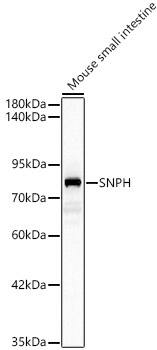 Western Blot: Syntaphilin Antibody [NBP3-35237] - Western blot analysis of lysates from Mouse small intestine, using Syntaphilin Rabbit pAb at 1:500 dilution.Secondary antibody: HRP-conjugated Goat anti-Rabbit IgG (H+L) at 1:10000 dilution.Lysates/proteins: 25ug per lane.Blocking buffer: 3% nonfat dry milk in TBST.Detection: ECL Basic Kit.Exposure time: 1s.