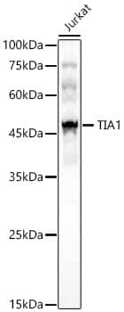 Western Blot: TIA1 Antibody [NBP3-35245] - Western blot analysis of lysates from Jurkat cells, using TIA1 Rabbit pAb at 1:1000 dilution.Secondary antibody: HRP-conjugated Goat anti-Rabbit IgG (H+L) at 1:10000 dilution.Lysates/proteins: 25ug per lane.Blocking buffer: 3% nonfat dry milk in TBST.Detection: ECL Basic Kit.Exposure time: 60s.