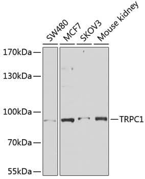 Western Blot: TRPC1 Antibody [NBP3-35247] - Western blot analysis of various lysates using TRPC1 Rabbit pAb at 1:1000 dilution.Secondary antibody: HRP-conjugated Goat anti-Rabbit IgG (H+L) at 1:10000 dilution.Lysates/proteins: 25ug per lane.Blocking buffer: 3% nonfat dry milk in TBST.Detection: ECL Basic Kit.Exposure time: 1s.