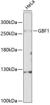 Western Blot: GBF1 Antibody [NBP3-35248] - Western blot analysis of lysates from HeLa cells, using GBF1 Rabbit pAb at 1:1000 dilution.Secondary antibody: HRP-conjugated Goat anti-Rabbit IgG (H+L) at 1:10000 dilution.Lysates/proteins: 25ug per lane.Blocking buffer: 3% nonfat dry milk in TBST.Detection: ECL Basic Kit.Exposure time: 90s.