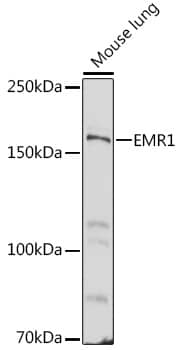 Western Blot: EMR1 Antibody [NBP3-35252] - Western blot analysis of lysates from Mouse lung, using EMR1 Rabbit pAb at 1:500 dilution.Secondary antibody: HRP-conjugated Goat anti-Rabbit IgG (H+L) at 1:10000 dilution.Lysates/proteins: 25ug per lane.Blocking buffer: 3% nonfat dry milk in TBST.Detection: ECL Basic Kit.Exposure time: 60s.