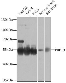 Western Blot: PRP19 Antibody [NBP3-35253] - Western blot analysis of various lysates using PRP19 Rabbit pAb at 1:1000 dilution.Secondary antibody: HRP-conjugated Goat anti-Rabbit IgG (H+L) at 1:10000 dilution.Lysates/proteins: 25ug per lane.Blocking buffer: 3% nonfat dry milk in TBST.Detection: ECL Basic Kit.Exposure time: 30s.