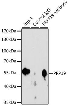 Immunoprecipitation: PRP19 Antibody [NBP3-35253] - Immunoprecipitation analysis of 200 ug extracts of Jurkat cells, using 3 ug PRP19 antibody. Western blot was performed from the immunoprecipitate using PRP19 antibody at a dilution of 1:1000.