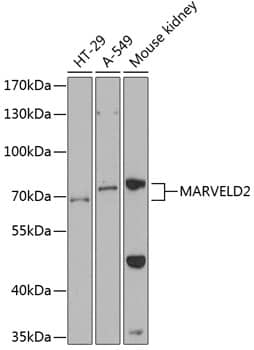 Western Blot: MARVELD2 Antibody [NBP3-35256] - Western blot analysis of various lysates using MARVELD2 Rabbit pAb at 1:1000 dilution.Secondary antibody: HRP-conjugated Goat anti-Rabbit IgG (H+L) at 1:10000 dilution.Lysates/proteins: 25ug per lane.Blocking buffer: 3% nonfat dry milk in TBST.Detection: ECL Basic Kit.Exposure time: 60s.