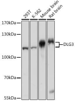 Western Blot: SAP102 Antibody [NBP3-35258] - Western blot analysis of various lysates using SAP102at 1:1000 dilution.Secondary antibody: HRP-conjugated Goat anti-Rabbit IgG (H+L) at 1:10000 dilution.Lysates/proteins: 25ug per lane.Blocking buffer: 3% nonfat dry milk in TBST.Detection: ECL Basic Kit.Exposure time: 1s.