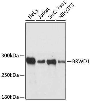 Western Blot: WDR9 Antibody [NBP3-35262] - Western blot analysis of various lysates using WDR9 Rabbit pAb at 1:3000 dilution.Secondary antibody: HRP-conjugated Goat anti-Rabbit IgG (H+L) at 1:10000 dilution.Lysates/proteins: 25ug per lane.Blocking buffer: 3% nonfat dry milk in TBST.Detection: ECL Basic Kit.Exposure time: 5s.