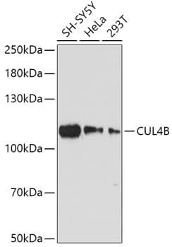 Western Blot: CUL4B Antibody [NBP3-35264] - Western blot analysis of various lysates using CUL4B Rabbit pAb at 1:1000 dilution.Secondary antibody: HRP-conjugated Goat anti-Rabbit IgG (H+L) at 1:10000 dilution.Lysates/proteins: 25ug per lane.Blocking buffer: 3% nonfat dry milk in TBST.Detection: ECL Basic Kit.Exposure time: 180s.
