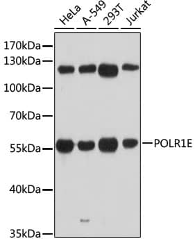 Western Blot: PRAF1 Antibody [NBP3-35265] - Western blot analysis of various lysates using PRAF1 Rabbit pAb at 1:3000 dilution.Secondary antibody: HRP-conjugated Goat anti-Rabbit IgG (H+L) at 1:10000 dilution.Lysates/proteins: 25ug per lane.Blocking buffer: 3% nonfat dry milk in TBST.Detection: ECL Basic Kit.Exposure time: 30s.