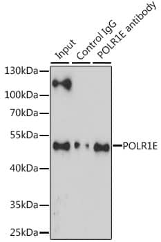 Immunoprecipitation: PRAF1 Antibody [NBP3-35265] - Immunoprecipitation analysis of 200 ug extracts of Jurkat cells, using 3 ug PRAF1 antibody. Western blot was performed from the immunoprecipitate using PRAF1 antibody at a dilution of 1:1000.