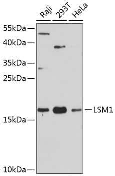 Western Blot: LSM1 Antibody [NBP3-35267] - Western blot analysis of various lysates using LSM1 Rabbit pAb at 1:3000 dilution.Secondary antibody: HRP-conjugated Goat anti-Rabbit IgG (H+L) at 1:10000 dilution.Lysates/proteins: 25ug per lane.Blocking buffer: 3% nonfat dry milk in TBST.Detection: ECL Basic Kit.Exposure time: 30s.