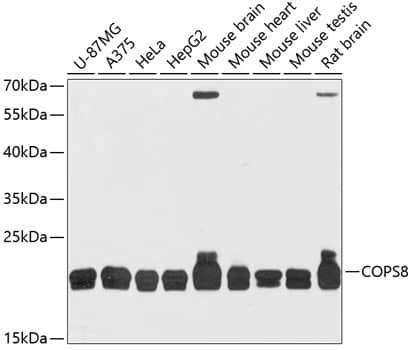 Western Blot COPS8 Antibody