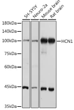 Western Blot: HCN1 Antibody [NBP3-35270] - Western blot analysis of various lysates using HCN1 Rabbit pAb at 1:1000 dilution.Secondary antibody: HRP-conjugated Goat anti-Rabbit IgG (H+L) at 1:10000 dilution.Lysates/proteins: 25ug per lane.Blocking buffer: 3% nonfat dry milk in TBST.Detection: ECL Basic Kit.Exposure time: 30s.