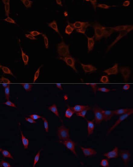 Immunocytochemistry/ Immunofluorescence: PDIA2 Antibody [NBP3-35272] - Immunofluorescence analysis of NIH/3T3 cells using PDIA2 Rabbit pAb at dilution of 1:100. Secondary antibody: Cy3-conjugated Goat anti-Rabbit IgG (H+L) at 1:500 dilution. Blue: DAPI for nuclear staining.