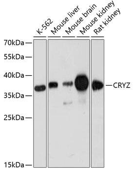 Western Blot: CRYZ Antibody [NBP3-35279] - Western blot analysis of various lysates using CRYZ Rabbit pAb at 1:3000 dilution.Secondary antibody: HRP-conjugated Goat anti-Rabbit IgG (H+L) at 1:10000 dilution.Lysates/proteins: 25ug per lane.Blocking buffer: 3% nonfat dry milk in TBST.Detection: ECL Basic Kit.Exposure time: 30s.