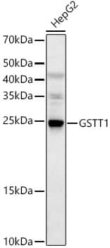 Western Blot: GSTT1 Antibody [NBP3-35280] - Western blot analysis of lysates from HepG2 cells, using GSTT1 Rabbit pAb at  1:1000 dilution.Secondary antibody: HRP-conjugated Goat anti-Rabbit IgG (H+L) at 1:10000 dilution.Lysates/proteins: 25ug per lane.Blocking buffer: 3% nonfat dry milk in TBST.Detection: ECL Basic Kit.Exposure time: 30s.