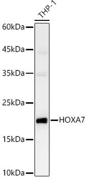 Western Blot HOXA7 Antibody - BSA Free