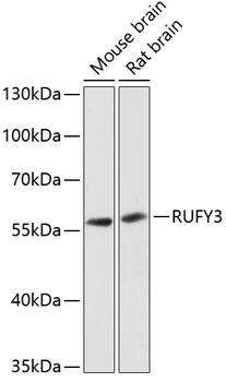 Western Blot: RIPX Antibody [NBP3-35284] - Western blot analysis of various lysates using RIPX Rabbit pAb at 1:3000 dilution.Secondary antibody: HRP-conjugated Goat anti-Rabbit IgG (H+L) at 1:10000 dilution.Lysates/proteins: 25ug per lane.Blocking buffer: 3% nonfat dry milk in TBST.Detection: ECL Basic Kit.Exposure time: 90s.