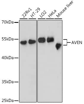 Western Blot: AVEN Antibody [NBP3-35286] - Western blot analysis of various lysates using AVEN Rabbit pAb at 1:3000 dilution.Secondary antibody: HRP-conjugated Goat anti-Rabbit IgG (H+L) at 1:10000 dilution.Lysates/proteins: 25ug per lane.Blocking buffer: 3% nonfat dry milk in TBST.Detection: ECL Basic Kit.Exposure time: 30s.