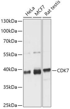 Western Blot: Cdk7 Antibody [NBP3-35288] - Western blot analysis of various lysates using [KO Validated] Cdk7 Rabbit pAb at 1:1000 dilution.Secondary antibody: HRP-conjugated Goat anti-Rabbit IgG (H+L) at 1:10000 dilution.Lysates/proteins: 25ug per lane.Blocking buffer: 3% nonfat dry milk in TBST.Detection: ECL Basic Kit.Exposure time: 15s.