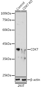 Western Blot: Cdk7 Antibody [NBP3-35288] - Western Blot analysis of lysates from wild type (WT) and Cdk7 knockout (KO) 293T cells, using [KO Validated] Cdk7 Rabbit pAb at 1:1000 dilution.Secondary antibody: HRP Goat Anti-Rabbit IgG (H+L) at 1:10000 dilution.Lysates/proteins: 25ug per lane.Blocking buffer: 3% nonfat dry milk in TBST.Detection: ECL Basic Kit.Exposure time: 180s.