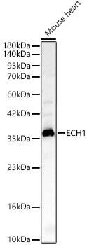 Western Blot: ECH1 Antibody [NBP3-35289] - Western Blot analysis of lysates from Mouse heart using ECH1 Rabbit pAbat 1:2000 dilution.Secondary antibody: HRP Goat Anti-Rabbit IgG (H+L) at 1:10000 dilution.Lysates/proteins: 25 ug per lane.Blocking buffer: 3% nonfat dry milk in TBST.Detection: ECL Basic Kit.Exposure time: 60s.