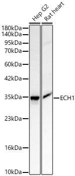 Western Blot: ECH1 Antibody [NBP3-35289] - Western Blot analysis of various lysates using ECH1 Rabbit pAb at 1:2000 dilution. Secondary antibody: HRP Goat Anti-Rabbit IgG (H+L) at 1:10000 dilution. Lysates / proteins: 25 ug per lane. Blocking buffer: 3 % nonfat dry milk in TBST. Detection: ECL Basic Kit. Exposure time: 30s.