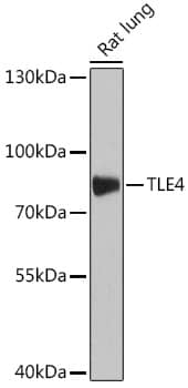 Western Blot: TLE4 Antibody [NBP3-35294] - Western blot analysis of lysates from Rat lung, using TLE4 Rabbit pAb at 1:1000 dilution.Secondary antibody: HRP-conjugated Goat anti-Rabbit IgG (H+L) at 1:10000 dilution.Lysates/proteins: 25ug per lane.Blocking buffer: 3% nonfat dry milk in TBST.Detection: ECL Basic Kit.Exposure time: 180s.