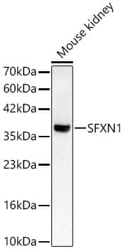 Western Blot SFXN1 Antibody