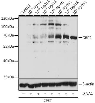 Western Blot: GBP2 Antibody [NBP3-35297] - Western blot analysis of lysates from 293T cells, using GBP2 Rabbit pAb at 1:1000 dilution. 293T cells treated with different concentrations of IFNA1.Secondary antibody: HRP-conjugated Goat anti-Rabbit IgG (H+L) at 1:10000 dilution.Lysates/proteins: 25ug per lane.Blocking buffer: 3% BSA.Detection: ECL Basic Kit.Exposure time: 10s.