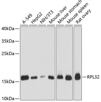 Western Blot: RPL32 Antibody [NBP3-35299] - Western blot analysis of various lysates using RPL32 Rabbit pAb at 1:3000 dilution.Secondary antibody: HRP-conjugated Goat anti-Rabbit IgG (H+L) at 1:10000 dilution.Lysates/proteins: 25ug per lane.Blocking buffer: 3% nonfat dry milk in TBST.Detection: ECL Basic Kit.Exposure time: 1s.