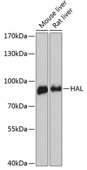 Western Blot Histidase Antibody