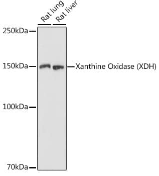 Western Blot: Xanthine Oxidase Antibody [NBP3-35302] - Western blot analysis of various lysates using Xanthine Oxidase(XDH) Rabbit pAb at 1:1000 dilution.Secondary antibody: HRP-conjugated Goat anti-Rabbit IgG (H+L) at 1:10000 dilution.Lysates/proteins: 25ug per lane.Blocking buffer: 3% nonfat dry milk in TBST.Detection: ECL Basic Kit.Exposure time: 1s.