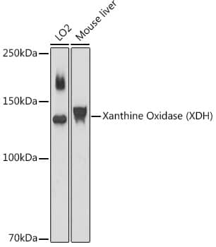 Western Blot: Xanthine Oxidase Antibody [NBP3-35302] - Western blot analysis of various lysates using Xanthine Oxidase(XDH) Rabbit pAb at 1:1000 dilution.Secondary antibody: HRP-conjugated Goat anti-Rabbit IgG (H+L) at 1:10000 dilution.Lysates/proteins: 25ug per lane.Blocking buffer: 3% nonfat dry milk in TBST.Detection: ECL Basic Kit.Exposure time: 30s.