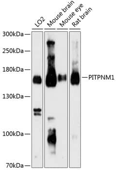 Western Blot: NIR2 Antibody [NBP3-35303] - Western blot analysis of various lysates using NIR2 Rabbit pAb at 1:3000 dilution.Secondary antibody: HRP-conjugated Goat anti-Rabbit IgG (H+L) at 1:10000 dilution.Lysates/proteins: 25ug per lane.Blocking buffer: 3% nonfat dry milk in TBST.Detection: ECL Basic Kit.Exposure time: 90s.