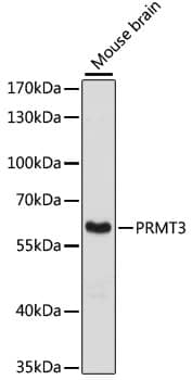 Western Blot: PRMT3 Antibody [NBP3-35304] - Western blot analysis of lysates from mouse brain, using [KO Validated] PRMT3 Rabbit pAb at 1:3000 dilution.Secondary antibody: HRP-conjugated Goat anti-Rabbit IgG (H+L) at 1:10000 dilution.Lysates/proteins: 25ug per lane.Blocking buffer: 3% nonfat dry milk in TBST.Detection: ECL Basic Kit.Exposure time: 90s.