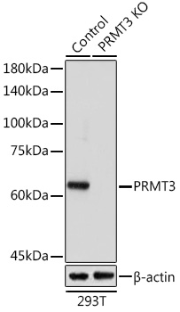 <b>Genetic Strategies Validation. </b>Western Blot: PRMT3 Antibody [NBP3-35304] - Western Blot analysis of lysates from wild type (WT) and PRMT3 knockout (KO) 293T cells, using [KO Validated] PRMT3 Rabbit pAb at 1:1000 dilution.Secondary antibody: HRP Goat Anti-Rabbit IgG (H+L) at 1:10000 dilution.Lysates/proteins: 25ug per lane.Blocking buffer: 3% nonfat dry milk in TBST.Detection: ECL Basic Kit.Exposure time: 5s.