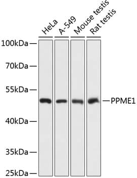 Western Blot: PPME1 Antibody [NBP3-35307] - Western blot analysis of various lysates using PPME1 Rabbit pAb at 1:3000 dilution.Secondary antibody: HRP-conjugated Goat anti-Rabbit IgG (H+L) at 1:10000 dilution.Lysates/proteins: 25ug per lane.Blocking buffer: 3% nonfat dry milk in TBST.Detection: ECL Basic Kit.Exposure time: 1s.