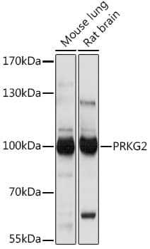 Western Blot cGK2/PRKG2 Antibody