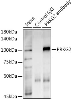 Immunoprecipitation cGK2/PRKG2 Antibody