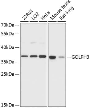 Western Blot: GOLPH3 Antibody [NBP3-35314] - Western blot analysis of various lysates using GOLPH3 Rabbit pAb at 1:3000 dilution.Secondary antibody: HRP-conjugated Goat anti-Rabbit IgG (H+L) at 1:10000 dilution.Lysates/proteins: 25ug per lane.Blocking buffer: 3% nonfat dry milk in TBST.Detection: ECL Basic Kit.Exposure time: 15s.