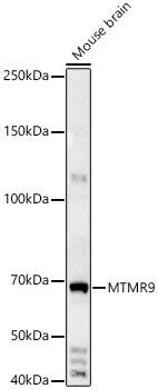 Western Blot: MTMR9 Antibody [NBP3-35315] - Western blot analysis of various lysates, using MTMR9 Rabbit pAb at 1:1000 dilution.Secondary antibody: HRP-conjugated Goat anti-Rabbit IgG (H+L) at 1:10000 dilution.Lysates/proteins: 25ug per lane.Blocking buffer: 3% nonfat dry milk in TBST.Detection: ECL Basic Kit.Exposure time: 30s.