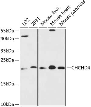 Western Blot CHCHD4 Antibody - BSA Free