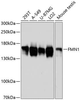 Western Blot: FMN1 Antibody [NBP3-35318] - Western blot analysis of various lysates using FMN1 Rabbit pAb at 1:3000 dilution.Secondary antibody: HRP-conjugated Goat anti-Rabbit IgG (H+L) at 1:10000 dilution.Lysates/proteins: 25ug per lane.Blocking buffer: 3% nonfat dry milk in TBST.Detection: ECL Enhanced Kit.Exposure time: 1s.