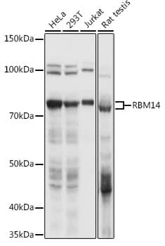 Western Blot: RBM14 Antibody [NBP3-35319] - Western blot analysis of various lysates using RBM14 Rabbit pAb at 1:1000 dilution.Secondary antibody: HRP-conjugated Goat anti-Rabbit IgG (H+L) at 1:10000 dilution.Lysates/proteins: 25ug per lane.Blocking buffer: 3% nonfat dry milk in TBST.Detection: ECL Basic Kit.Exposure time: 1s.