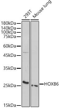 Western Blot HOXB6 Antibody