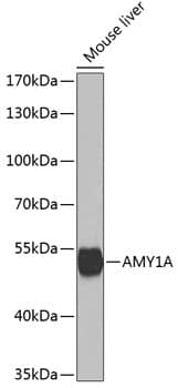 Western Blot: Salivary Amylase Alpha Antibody [NBP3-35327] - Western blot analysis of lysates from mouse liver, using Salivary Amylase Alpha Rabbit pAb at 1:1000 dilution.Secondary antibody: HRP-conjugated Goat anti-Rabbit IgG (H+L) at 1:10000 dilution.Lysates/proteins: 25ug per lane.Blocking buffer: 3% nonfat dry milk in TBST.Detection: ECL Basic Kit.Exposure time: 30s.
